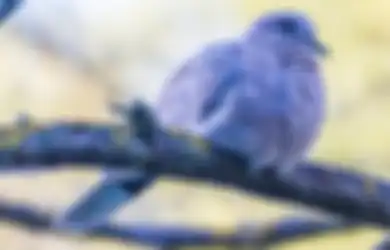 Sering Dikaitkan dengan Pertanda Bakal Dapat Rezeki Nomplok, Arti Mitos Kena Kotoran Burung Menurut Orang Zaman Dahulu Ternyata Punya Makna Beda