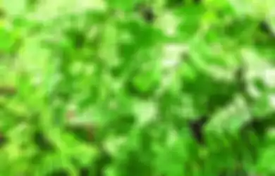 Ini 10 Manfaat Tanaman Obat Daun Saga, dari Turunkan Demam Hingga Bantu Atasi Gigitan Ular, Tapi Hati-hati Efek Sampingnya