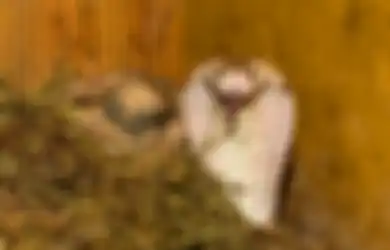 Serupa Manusia, Spesies Ular Satu Ini Suka Nongkrong dan Bikin Geng