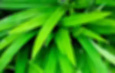 Selain Wangi, Ini 5 Manfaat Daun Pandan untuk Kesehatan Kita