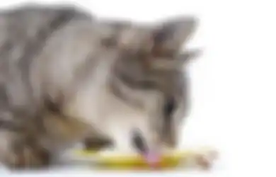 Kucing-kucing Bisa Tertib Mentaati Aturan Social Distancing, Kenapa Manusia Malah Banyak Melanggar? Ini Penjelasannya!