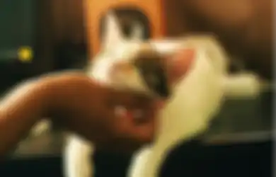 Makin Sayang, Gini Lho 5 Cara Bikin Kucing Jadi Nurut dan Enggak Nakal