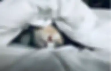Kucing Juga Bisa Mimpi! Ini 5 Hal yang Biasa Dimimpikan Kucing!