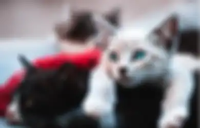 4 Alasan Kucing Suka Menatap Area Kosong. Ternyata Bukan Lihat Hantu!