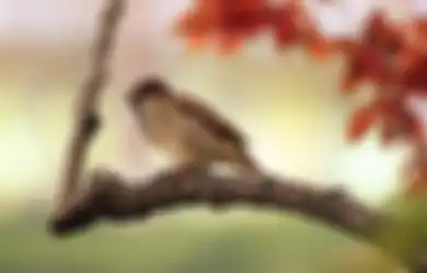 Mitos 5 Burung ini Masuk Rumah, Ternyata Pertanda Akan Datang Hal Ini