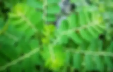 Kecil Berkhasiat, Ini 7 Manfaat Luar Biasa Daun Kelor Buat Kesehatan!