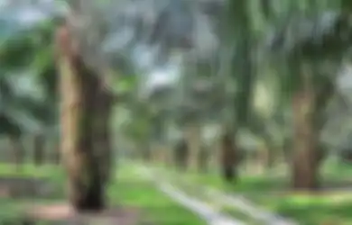 Raja Minyak di Dunia Nyata, 5 Orang Indonesia Ini Jadi Kaya Raya Gara-gara Sawit, Saking Tajirnya Sampai Pengaruhi Ekonomi Singapura