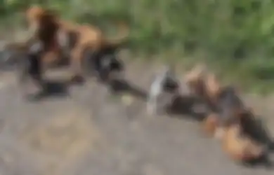 Tak Terima Anaknya Diberi Anjing oleh Tetangga, Pria Ini Tewas Kehabisan Darah, Kapolres Jelaskan Kronologinya