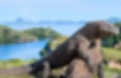 Foto Komodo Hadang Truk Pekerja Bikin Heboh, Pembangunan 'Jurassic Park' di TN Komodo Jadi Sorotan, Begini Kronologinya