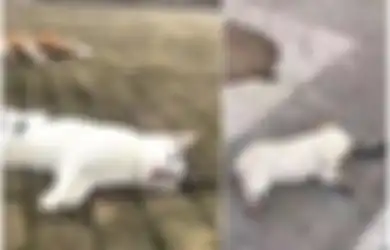 Tepat Setahun Lalu di China, Begini Kronologi Lempar Kucing dan Anjing dari Jendela Apartemen yang Sempat Buat Geram Warga Dunia!