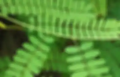 #HadapiCorona, Ini Manfaat Daun Saga Untuk Atasi 6 Gejala Terinfeksi Virus Corona
