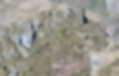 Wilayah Tinggalnya Dikelilingi Pepohonan Lebat dan Gunung, Ternyata Warga Daerah Ini Beli Mi Instan dengan Emas: 'Bertahun-tahun Pemerintah Tak Pernah Membangun'