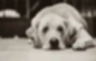 Heboh Cerita Pria Kesepian Ngaku Perkosa Anjing Peliharaannya, Sebut Hidup Terpisah dengan sang Istri yang Lagi Hamil, Kini Terancam Dihukum
