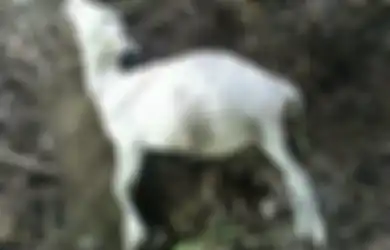Bangkainya Utuh, Puluhan Kambing di Kuningan Mati Diserang Makhluk Misterius Nan Beringas, Polisi: Ajag Ini Sangat Galak dan Serang Warga