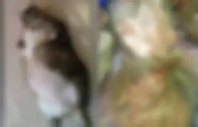 Biadab, Pemuda Ini Kuliti Kucing dan Anjing Hidup-hidup Sampai Pamerkan Kesadisannya Lewat Tiktok, Tanpa Babibu, FBI Langsung Geruduk Sang Psikopat