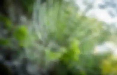 Dijamin Kabur Engga Balik Lagi, Begini Cara Usir Laba-laba Cuma Pakai Bahan Rumahan, Semudah Itu!