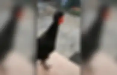 Tonton Nih Ayam Jago Cadas yang Bisa Nge-growl Kayak Vokalis Band Death Metal