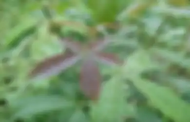 Fakta Daun Laban yang Disebut-Sebut Ampuh #HadapiCorona. Benarkah?
