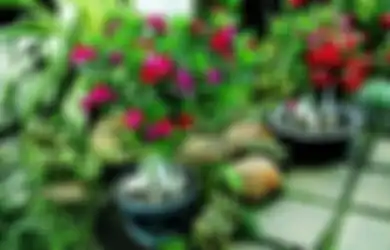 Bertahan Mekar 2 Minggu, Ini Cara Merangsang Munculnya Bunga Adenium