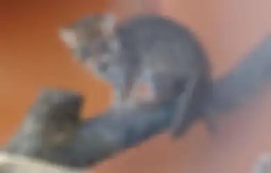 Bisa Menjangkiti Manusia, Kutu Kucing Harus Segera Diobati!