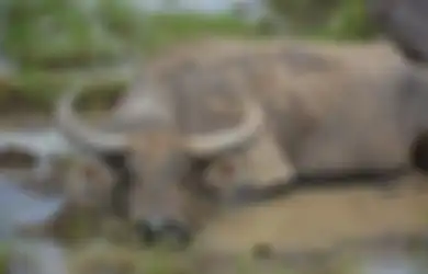 Idul Adha Tinggal Menghitung Hari, Penjual Hewan Kurban Ini Merugi hingga Ratusan Juta Melihat 9 Kerbaunya Dicuri, Hanya Bisa Peluk Ratapi Ternaknya yang Tinggal Tulang Belulang