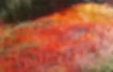Tepat di Bulan Suci Ramadhan, Negeri Yahudi Digegerkan Kejadian di Luar Nalar, Sungai di Israel Berubah Jadi Darah, Warga Sekitar Kaitkan dengan Ramalan Alkitab