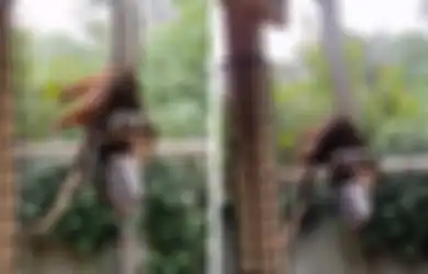 Bergelantungan di Atap Rumah, Begini Detik-detik Ular Sanca Raksasa Sepanjang 19 Meter Menyantap Mangsanya Sampai Akhirnya Dilepas ke Semak-semak