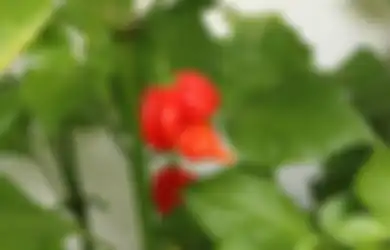 Mentang-mentang Doyan Pedas Jangan Pernah Coba Cabai Ini, Punya Level Kepedasan Tertinggi di Dunia Sampai Dijadikan Bahan Senjata Militer, Orang Tak Akan Mudah Membelinya