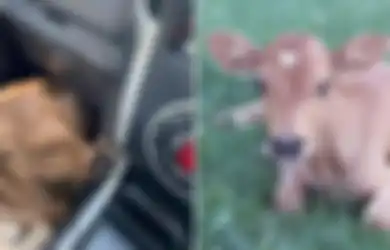 Cowok Mabok Ini Klaim Selamatkan Anjing Pinggir Jalan, Pas Diperhatikan Ternyata Anak Sapi