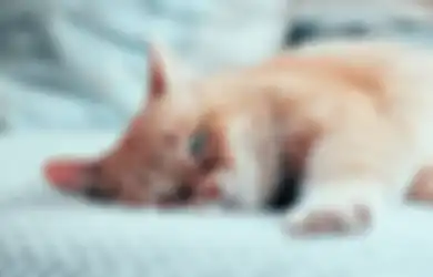 Sungguh Tragis! Berbulan-bulan Alami Bengkak Hingga Terancam Diamputasi, Balita Ini Akhirnya Meninggal Lantaran Tak Kunjung Sembuh Sehabis Digigit Kutu Kucing