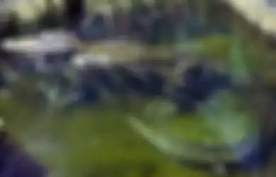 Saturnus, Aligator Peliharaan Adolf Hitler, Mati Di Usia 84 Tahun