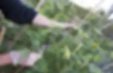 Kata Studi Ini, Risiko Penggunaan Ganja di Remaja Bakal Kecil Kalo Dilegalkan Secara Medis