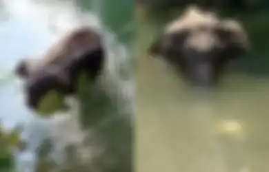 Niatnya Nebar Nanas Berisi Mercon Buat Cegah Hewan Rusak Tanaman, Nasib Gajah Hamil Taman Nasional India Berujung Tragis, Tewas Usai Mulutnya Meledak karena Umpan Petasan