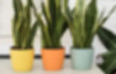 Tips Merawat Tanaman Sansevieria Agar Tumbuh Subur, Tak Harus Kena Sinar Matahari Langsung!