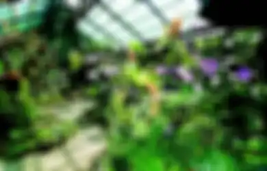 Bikin Taman Anggrek Tropis Biaya 8 Jutaan, Cara Menata agar Rapi