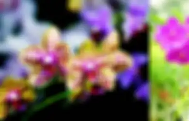 Berkebun Anggrek, Mengenal Tempat Tumbuh Ideal Berdasarkan Suhu dan Ketinggiannya