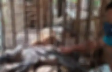 Bikin Heboh Warga Kampung, Pria Ini Temukan Babi Hutan Berkaki Aneh, Tak Doyan Makan Mentah Malah Lahap makan Nasi hingga Minum Kopi dan Teh
