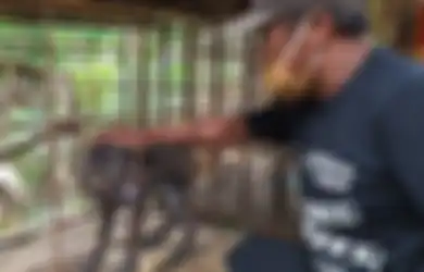 Heboh Babi Hutan Aneh dengan Jari Kaki Mirip Ayam di Banyumas, Begini Penjelasan Ahli