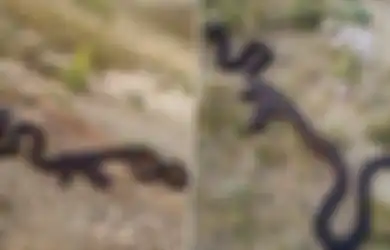 Viral Foto Ular Dengan Bentuk Perut Aneh, Diduga Habis Menelan Senapan AK-47