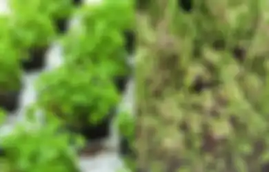 Mengenal Pohon Ketumbar dan Cilantro, Keduanya Berasal dari Satu Pohon