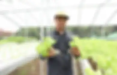 Antisipasi Kendala Berkebun Hidroponik Skala Rumahan dan Komersial