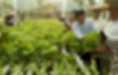 Kisah Pria Asal Samarinda Usaha Hidroponik, Covid-19 Bikin Permintaan Naik Pesat, Ini Kiat Suksesnya!