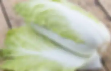 Digandrungi Penggila Kuliner Korea, 1,5 Ton Bahan Dasar Kimchi Dimusnahkan Menteri Pertanian, Diklaim Kandung Bakteri Bahaya yang Belum Terdeteksi di Indonesia