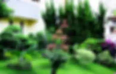 Warna-warni Tanaman Hias Daun Percantik Taman Ini, Indahnya!