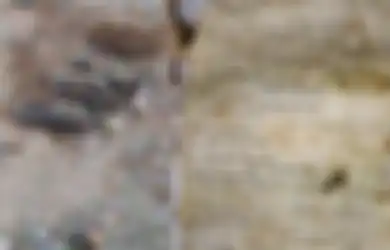 Jadi Sasaran Praktik Ilmu Hitam, Sosok Yulia Fera yang Namanya Tercantum di Bungkusan Bangkai Ayam dalam Makam Dibongkar Kepala Desa: Hidupnya Itu Sering Kumpul Sama Anak Punk