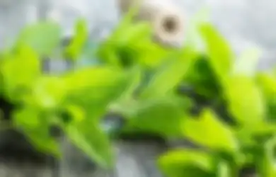 Selain Buat Hiasan Makanan, Daun Mint Punya 4 Manfaat Ini Buat Kulit!