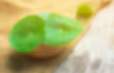 5 Hal Penting Tentang Centella Asiatica yang Bisa Ubah Kulit Kita!