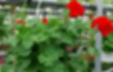 Dikenal sebagai Tanaman Anti Nyamuk, Ahli Menyebut Geranium Obat AIDS Masa Depan