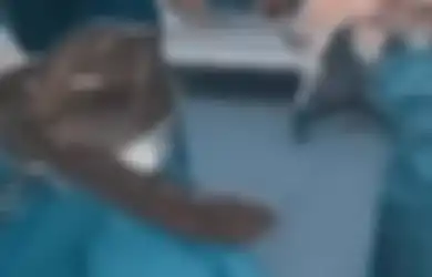 Pengen Hilangkan Sembelit, Pria Ini Nekat Masukin Belut ke Dalam Anus