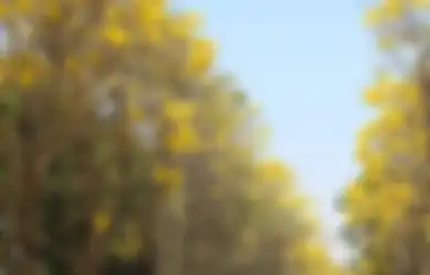 Pohon Tabebuya Membawa Keindahan Sakura di Jepang ke Indonesia